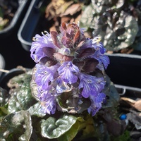 Ajuga pyramidalis 'Metallica Crispa'